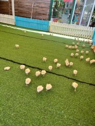 -萌宠亲子动物乐园(槐房万达店)