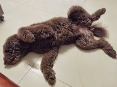 -利又安动物医院··老年病·猫科犬科·中兽医