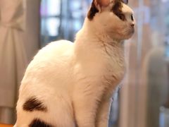 -猫小院猫主题餐厅(三里屯店)