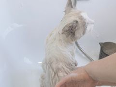 -爱洗澡的猫(望京店)