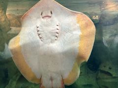 -珠海长隆海洋王国