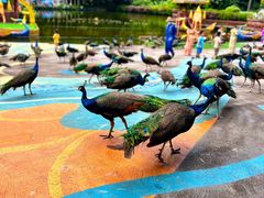 -西双版纳原始森林公园