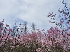 -南山植物园
