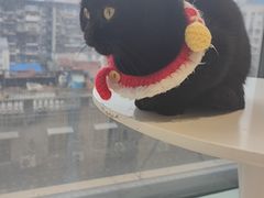 -怪兽屋·羊驼·猫咖·狗咖(俊华广场店)