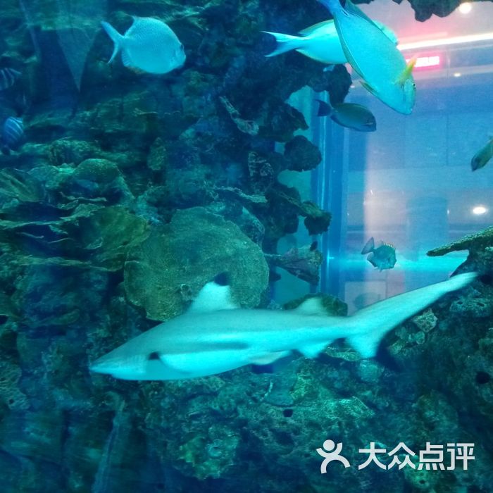 乐从天佑城海洋馆