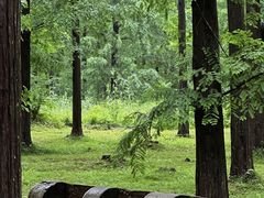 -黄海国家森林公园