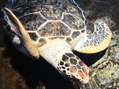-大连圣亚海洋世界