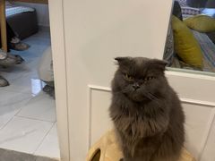 -楼上猫咖(罗湖店)