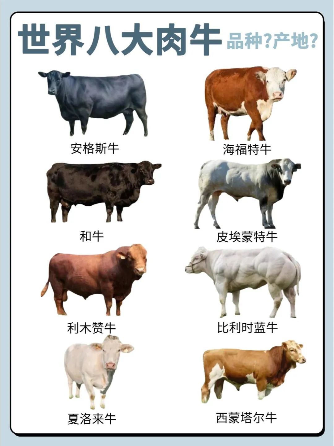 世界八大牛种大合集