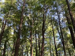 -上海共青森林公园