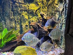 -上海海洋水族馆