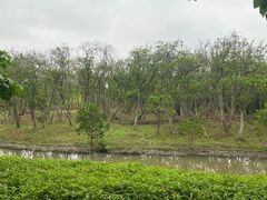 -华侨城湿地公园