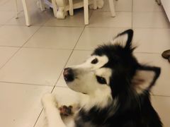 -爱侣宠医·鹦鹉专科·小型哺乳类·异宠专科(灵石路店)