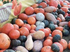 -前小桔亲子创意农场·草莓采摘·露营烧烤