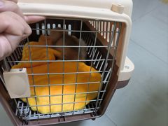 -瑞派宠物医院·24h·骨外科·皮肤科·全科宠物医疗转诊中心(沈阳浑南院)
