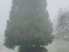 -武陵山森林公园