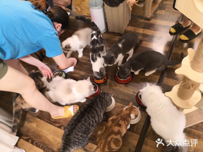 衔蝉猫咖·撸猫·桌游·剧本图片