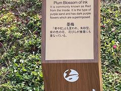 -香雪海