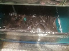 -老板恋上鱼(荣盛广场店)