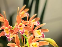 -金陵花卉交易市场