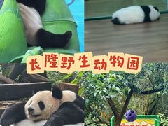 -广州长隆野生动物世界