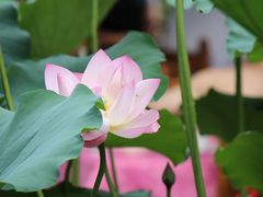 IMG_3258-荷香居(洞企石路店)