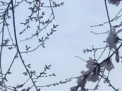 -丁香湖公园