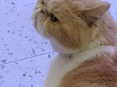 -喵园·猫主题咖啡厅·撸猫·猫咖(国贸店)