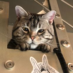 -幸运7纹身刺青Lucky7tattoo