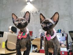-十年猫舍·猫咪专门店(普陀店)