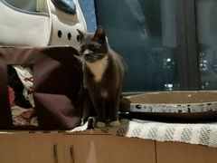-谐和益家动物医院·免疫绝育·血液透析·宠保定点医院(高新伊藤分院)
