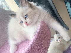 -关爱宠物医院·猫科中心·消化科(滨湖万达分院)