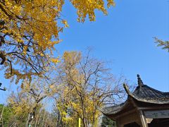 -千年银杏谷文化旅游区