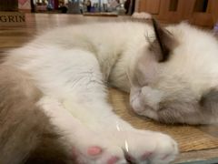 -袖虎·猫馆(体育西路店)