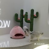 猫咖探店照片来啦!🐈 👉🏻