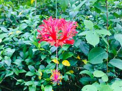 -中国科学院西双版纳热带植物园