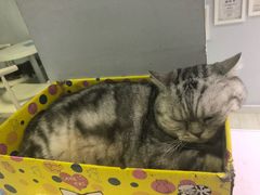 -喵的天空名猫咖啡馆·撸猫·猫舍·用品