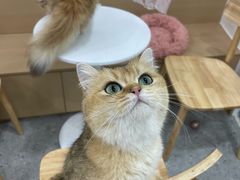 -有喵·猫咖·狗咖·40+猫狗有小奶狗(岗厦店)