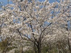 -南汇桃花村