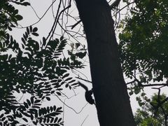 -日照海滨国家森林公园