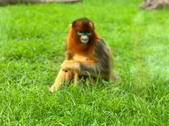 -大连森林动物园