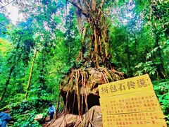 -莫里热带雨林景区