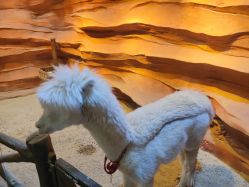 -酷嗒动物文化乐园(cutezoo西溪乐天城店)