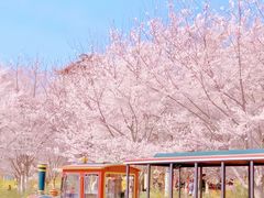 -古柏渡丰乐樱花园