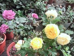 -上海多利农业发展有限公司