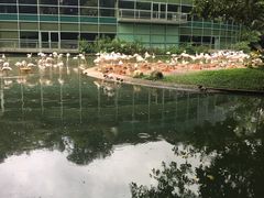 -新加坡飞禽公园