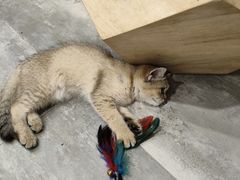 -楼上猫咖(罗湖店)