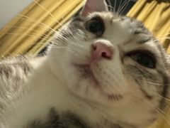 -瑞派福兴宠物医院犬猫全科·骨科·中西医结合(河东店)