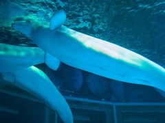 -上海海昌海洋公园-冰山北极馆
