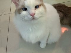 -平行世界·猫咖(首经贸店)